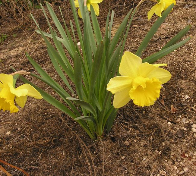 narcissy2