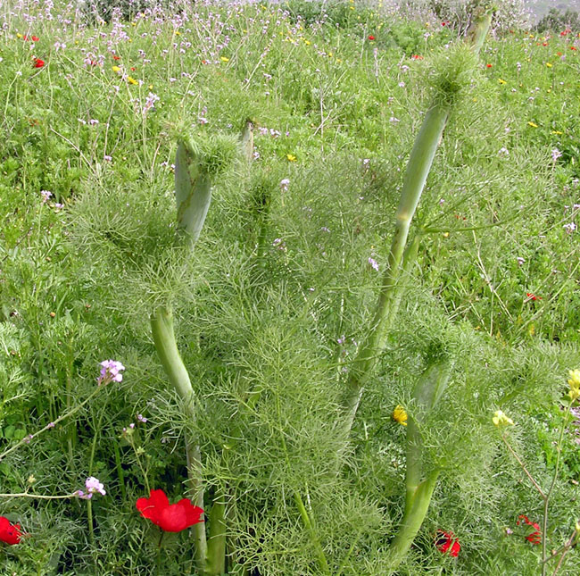 ukrop