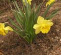 narcissy2