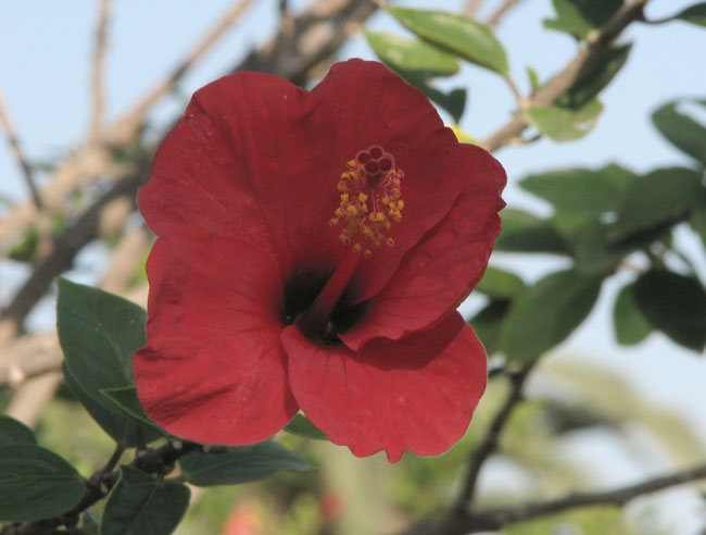 hibiscus_cvetok