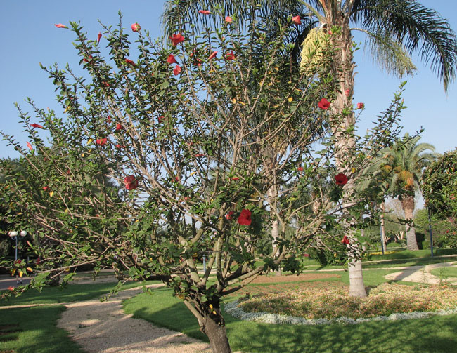 hibiscus_derevo