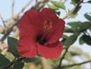 hibiscus_cvetok