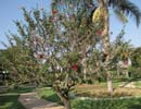 hibiscus_derevo