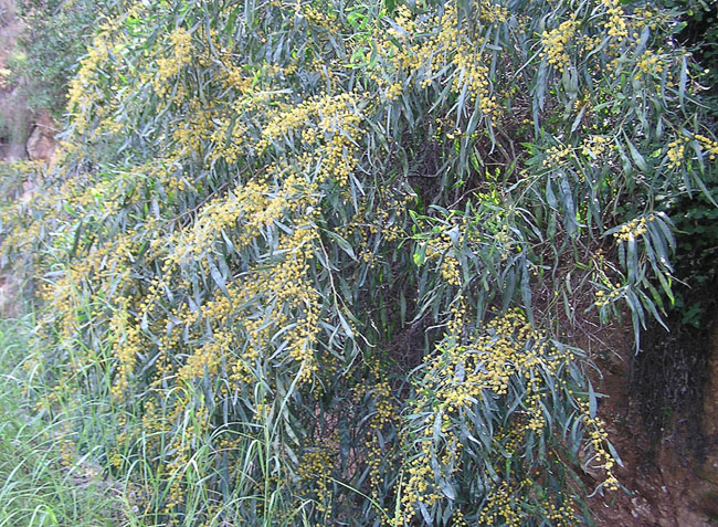 mimoza