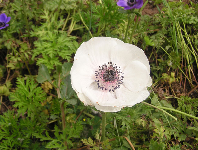 belyj