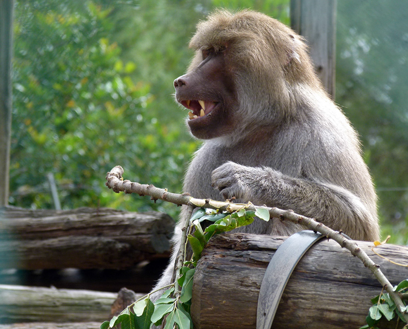 %_tempFileNameobez2%