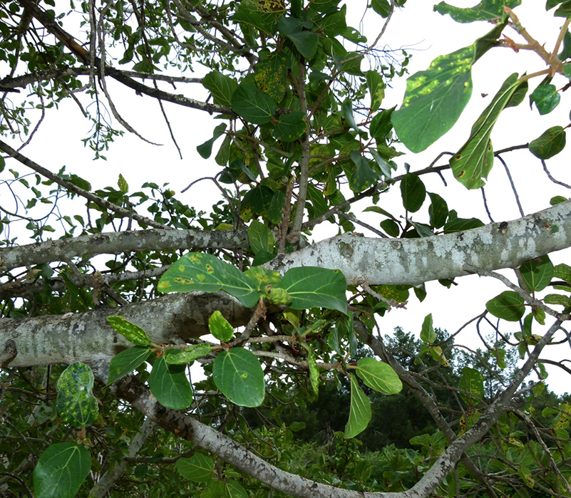 %_tempFileNameshikma%