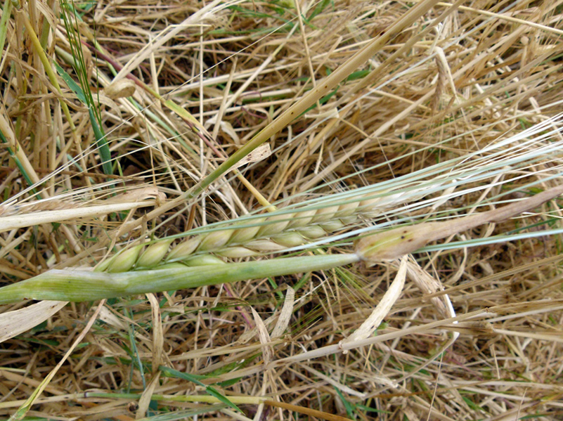 %_tempFileNameyachmen2%