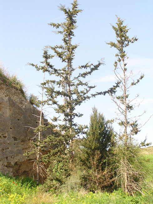 obryv