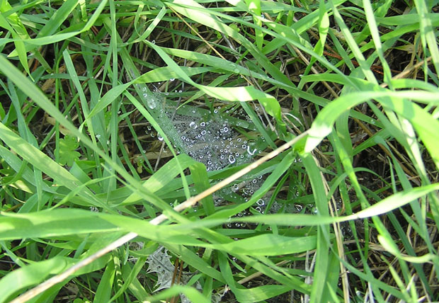 pautinka