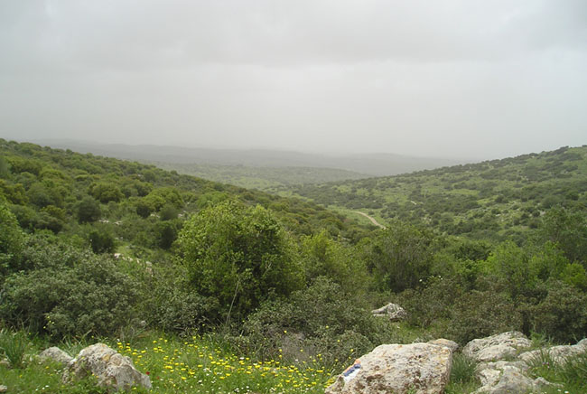 xolmy