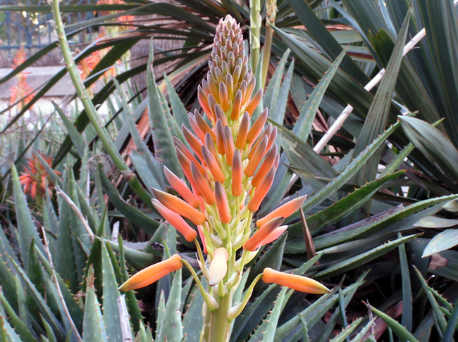 cvetok_aloe