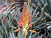 cvetok_aloe