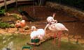 flamingo