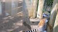 lemur