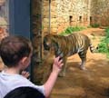 tigr