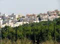 elad